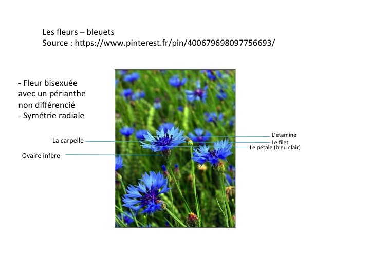 Descritpion du bleuet