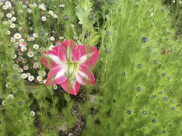 Amaryllis au milieu de Nigelles de Damas