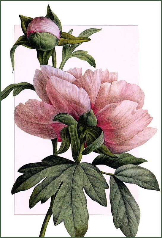 pivoine dessin