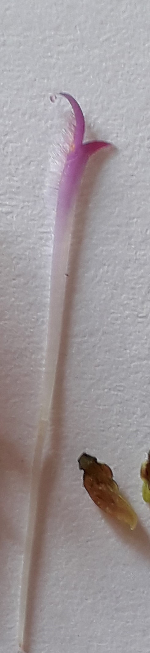 Sauge : Pistil - stigmate