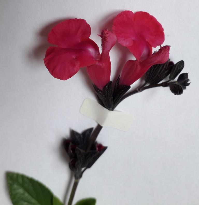 Sauge, fleurs et boutons