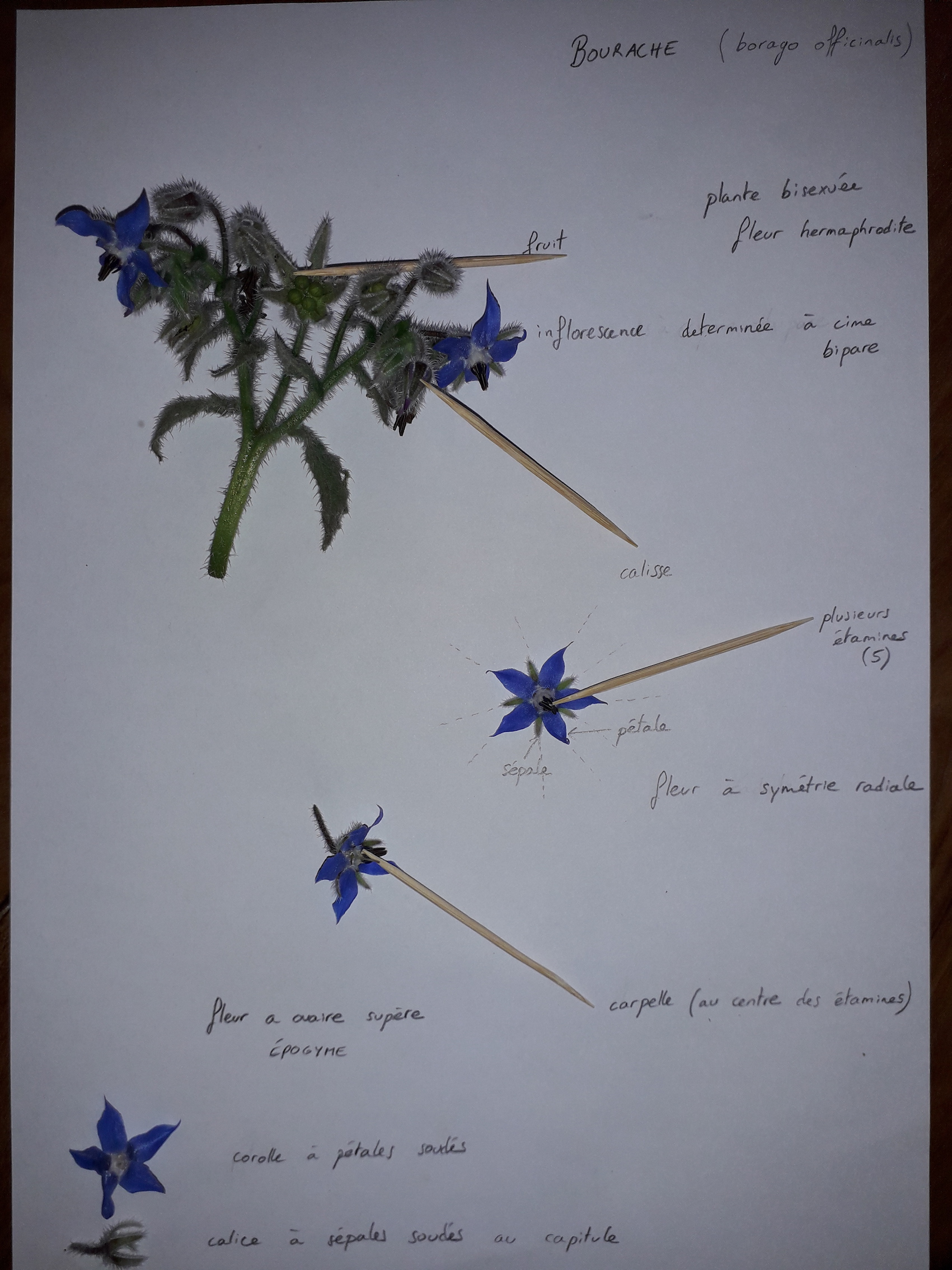 bourrache (borago officinalis)