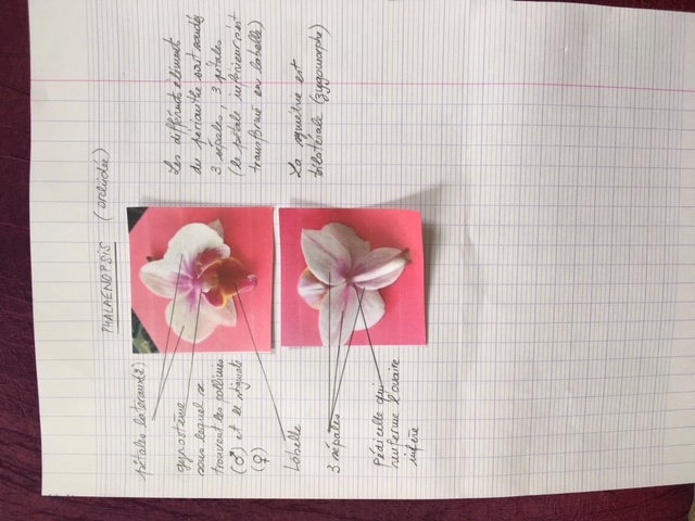 Phalaenopsis - orchidée