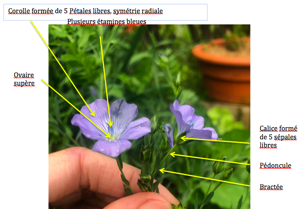 Fleur de lin décrite