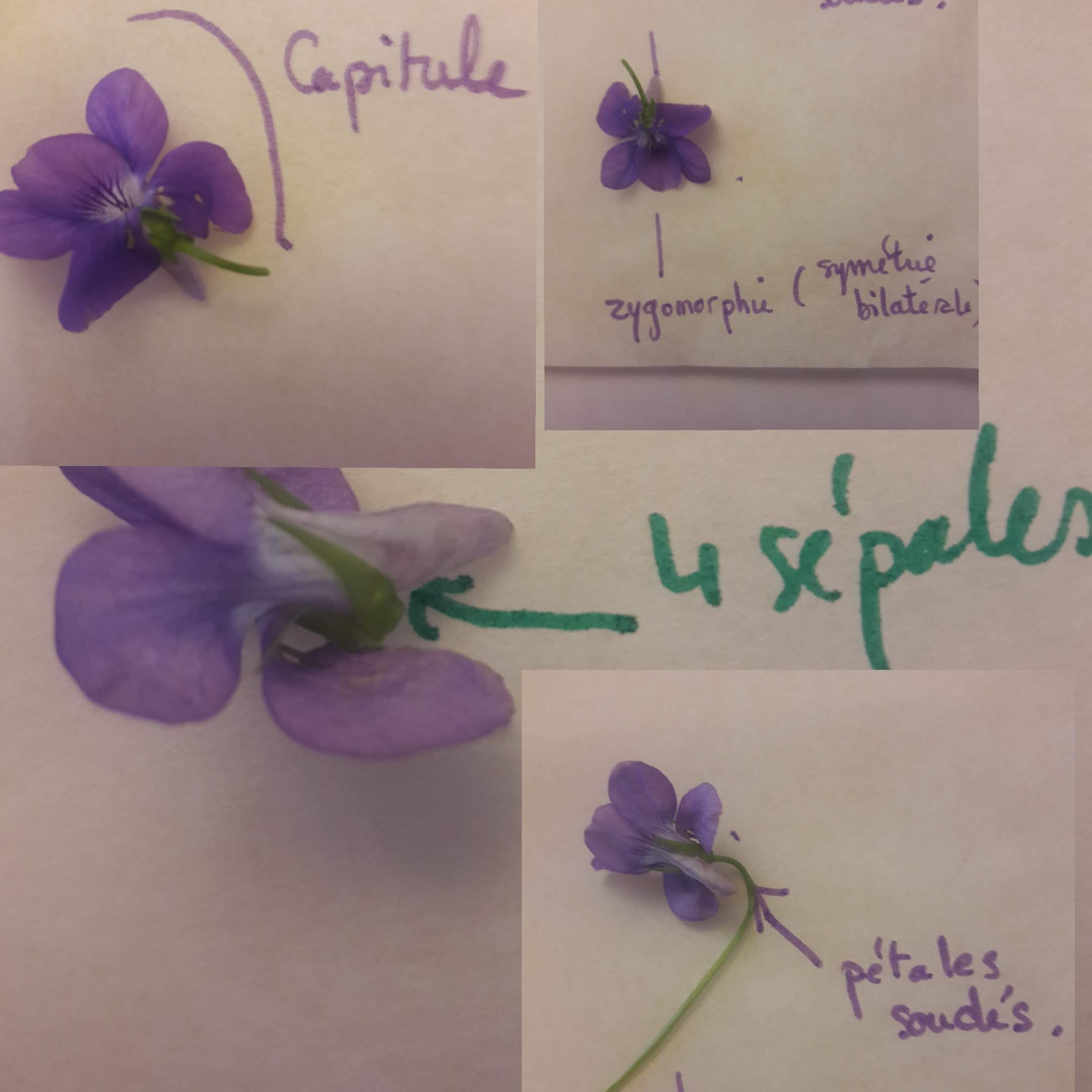 descro^tif de l'infloresence de la violette