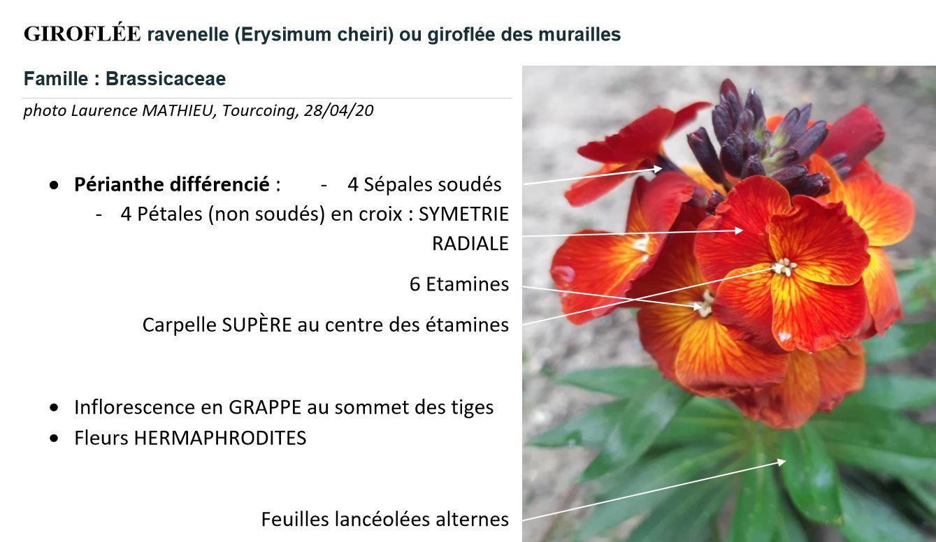 giroflee ravenelle (description photo)