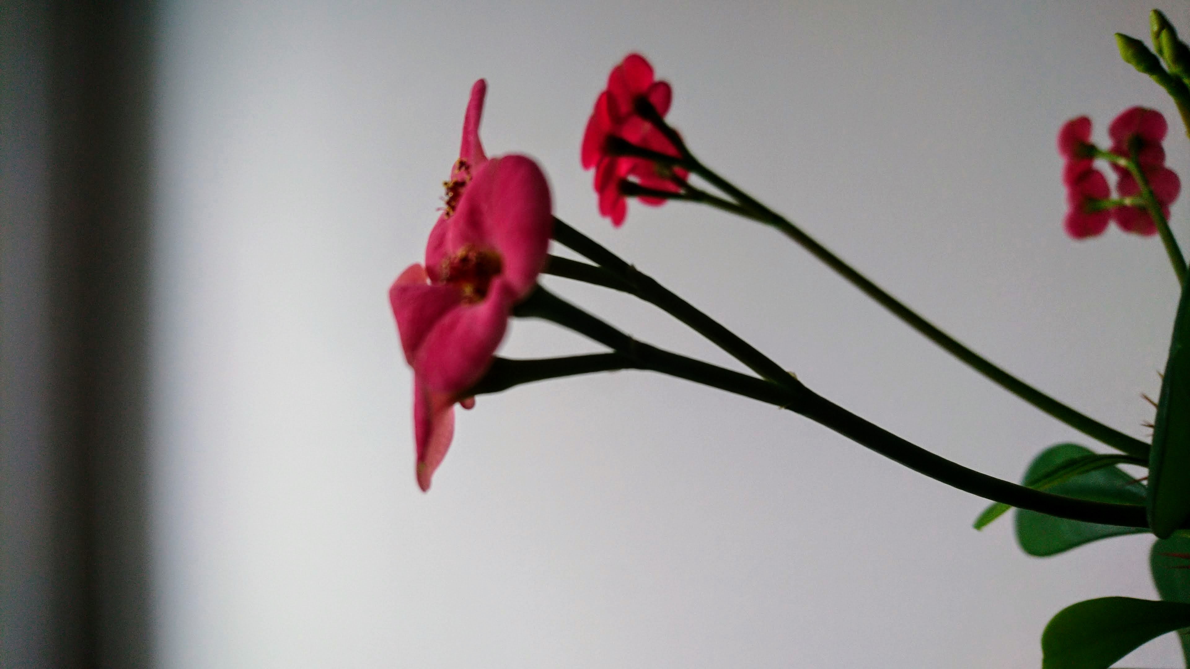 Ovaire infère                                                   Symétrie bilatérale Inflorescence en corymbe