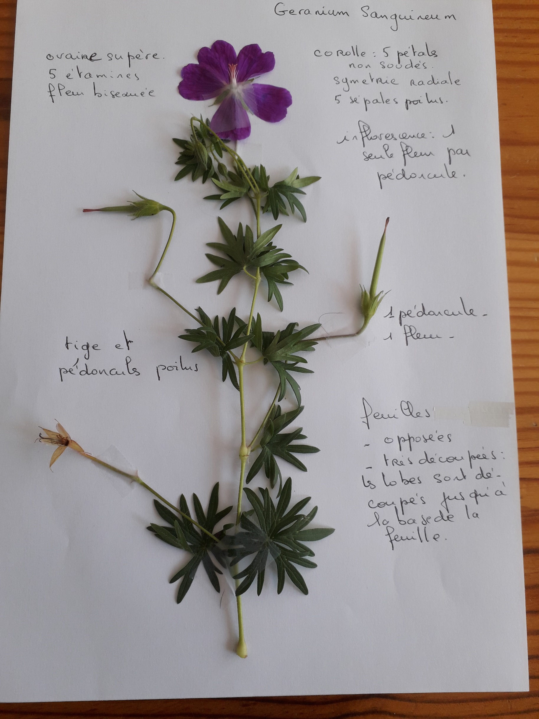 fleur et feuilles d'un géranium sanguin