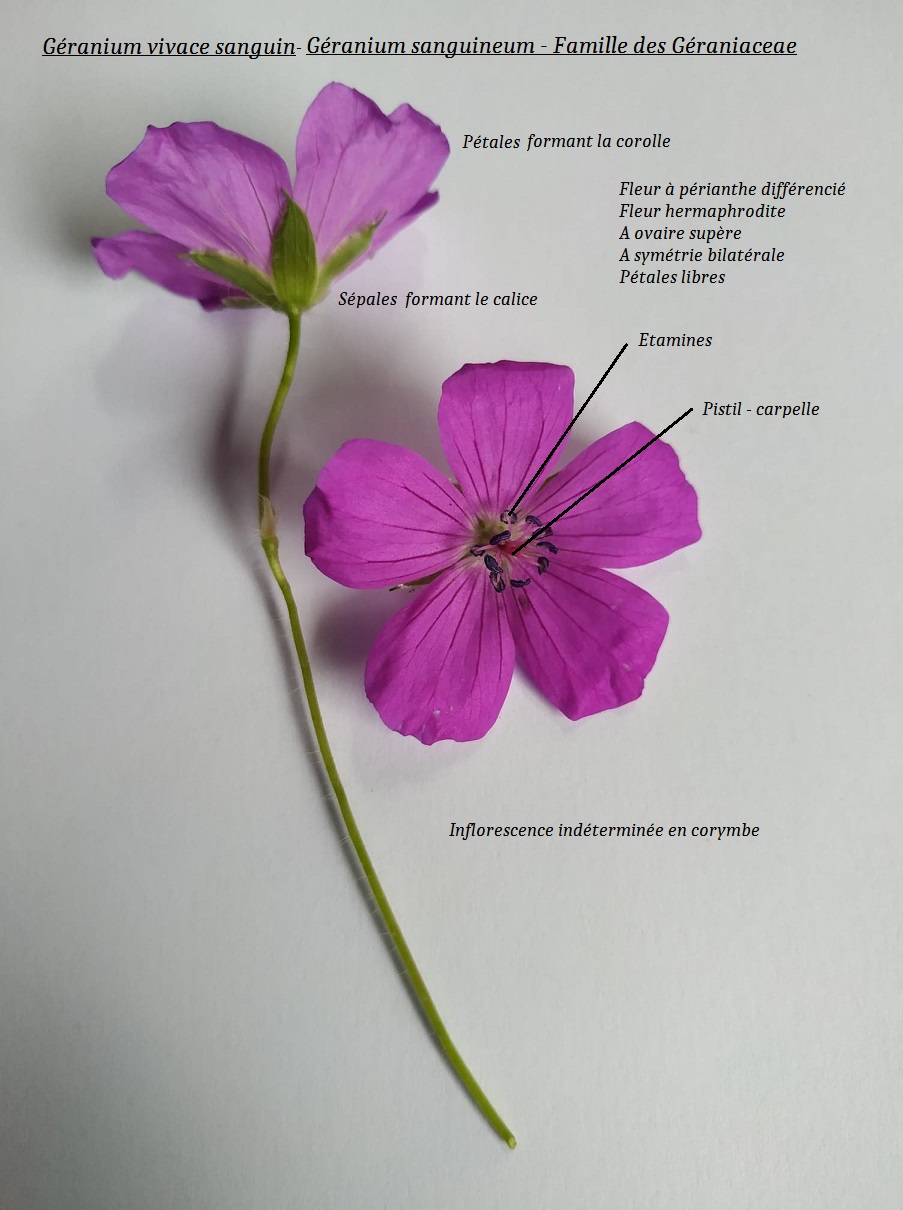 Géranium Sanguineum