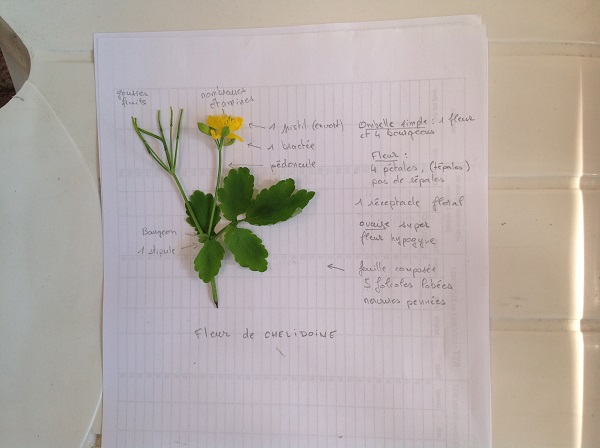 chélidoine, famille Papaveracae