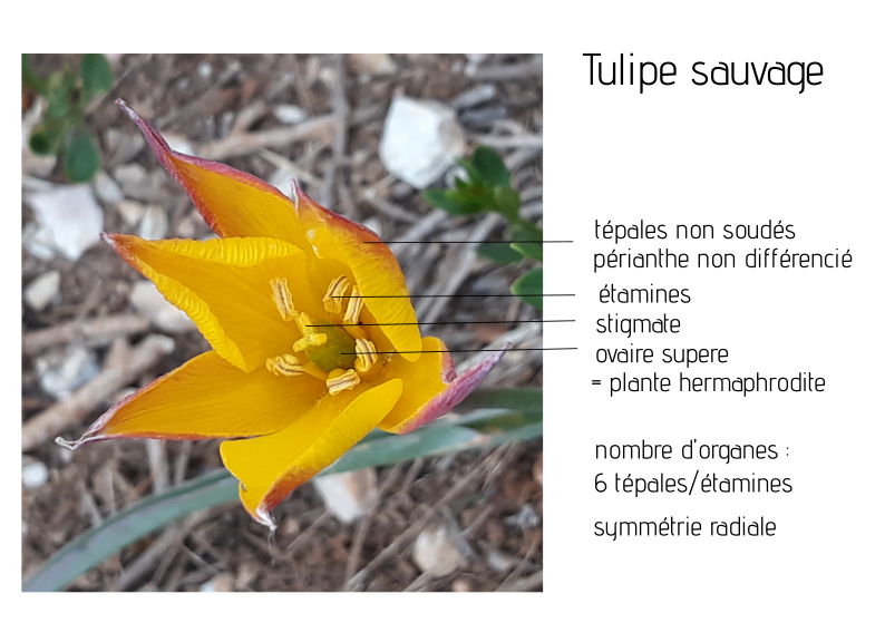 tulipe sauvage