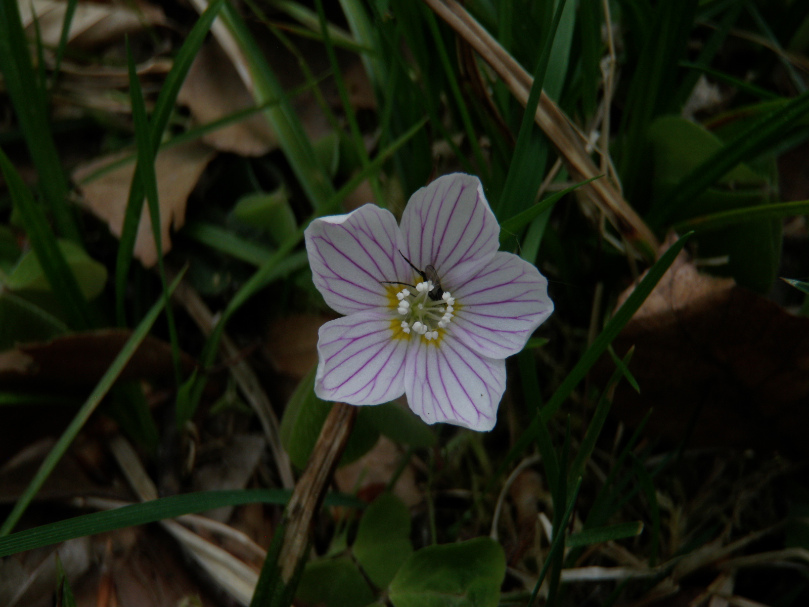 Fleur Oxalis acetosella L.