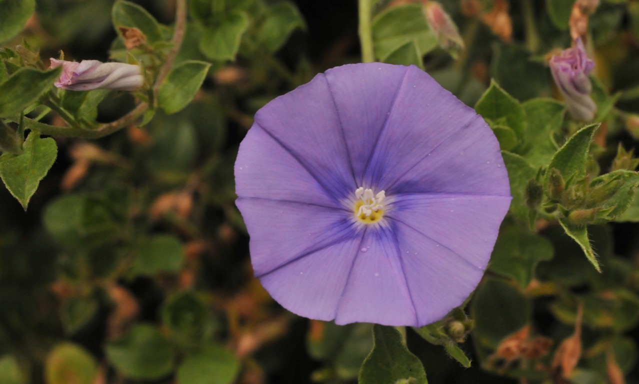 Annexe Calystegia.JPG