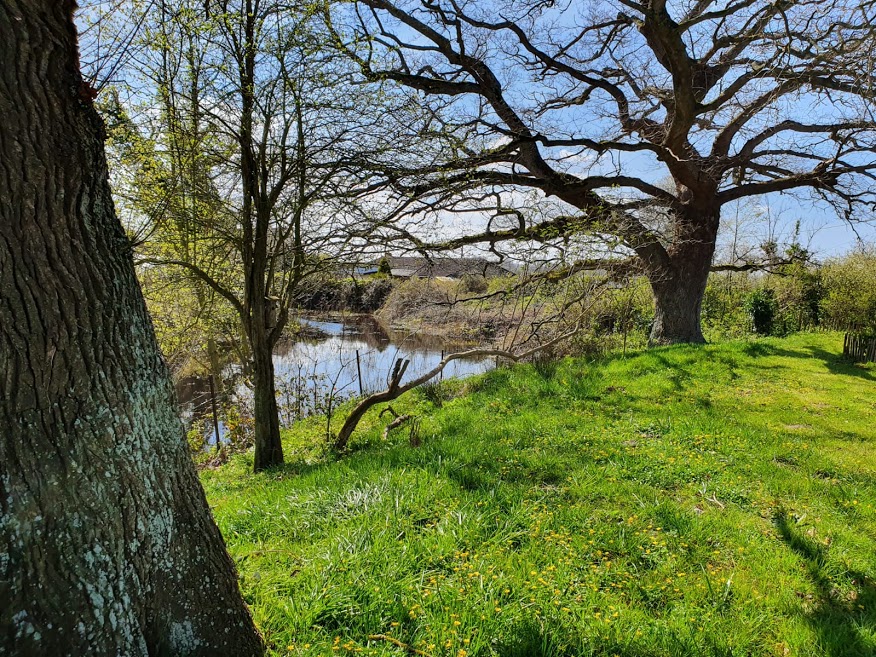 Annexe Sureau (Sambucus nigra).jpg