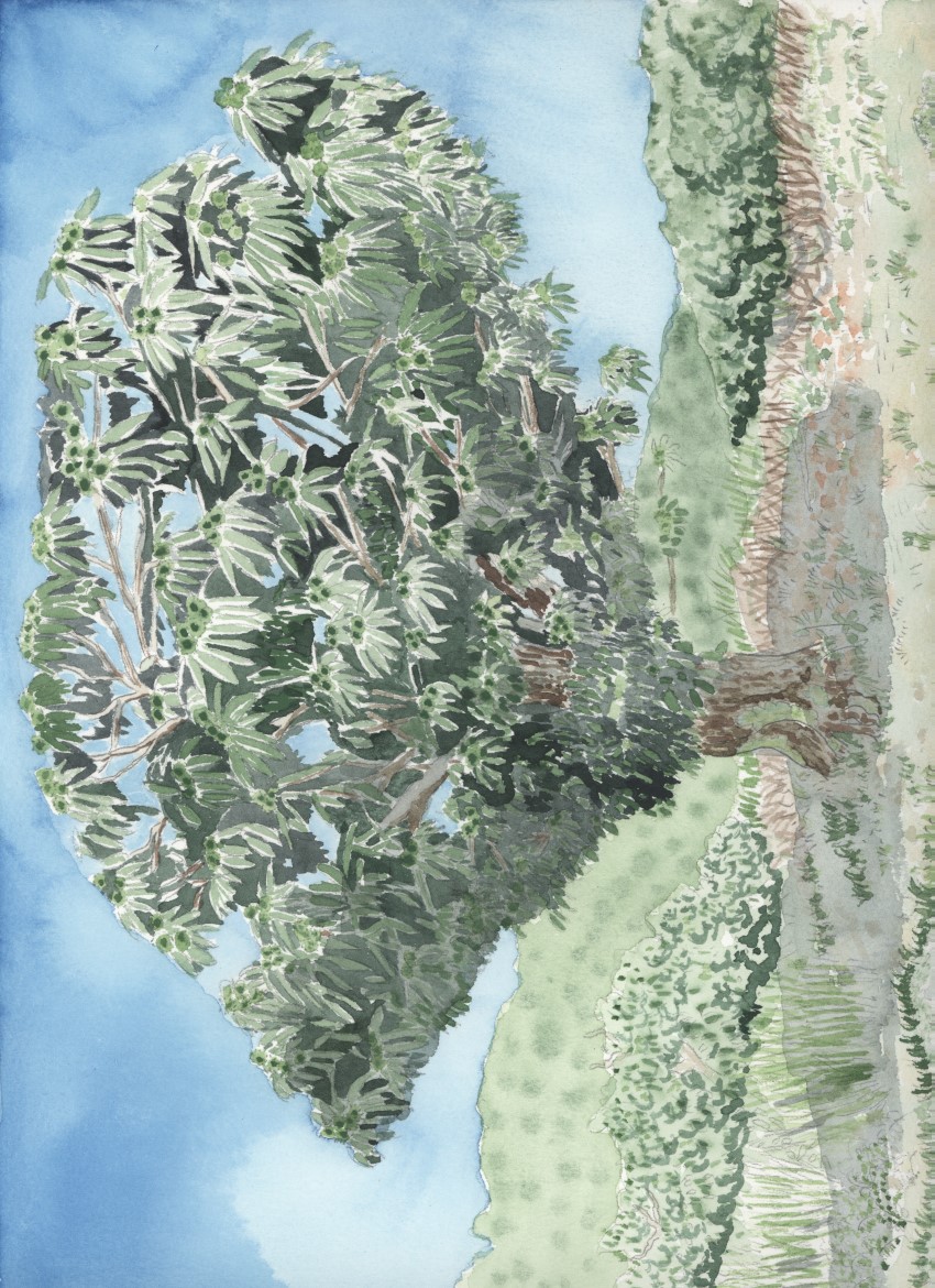 Annexe chataignier asymétrique.jpg