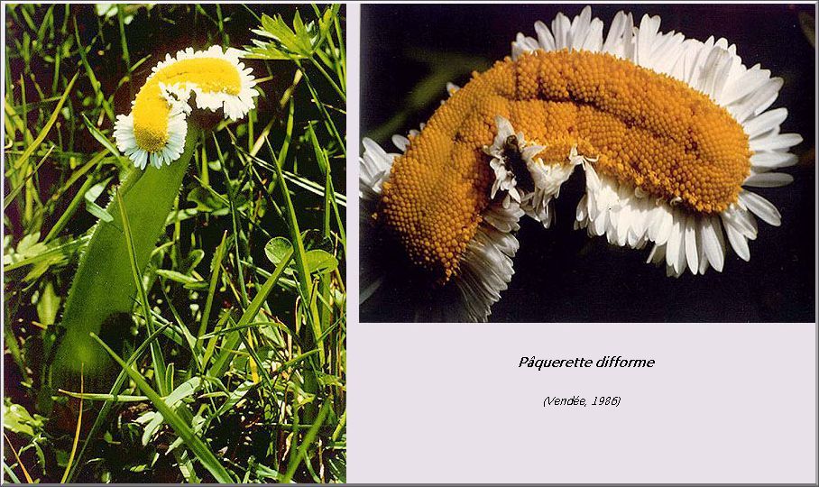 Annexe Fasciation.jpg