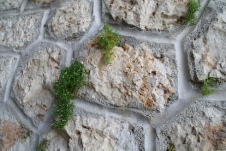 Annexe roche plante.JPG