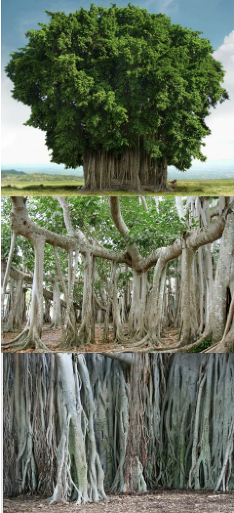 Annexe le_banian.png