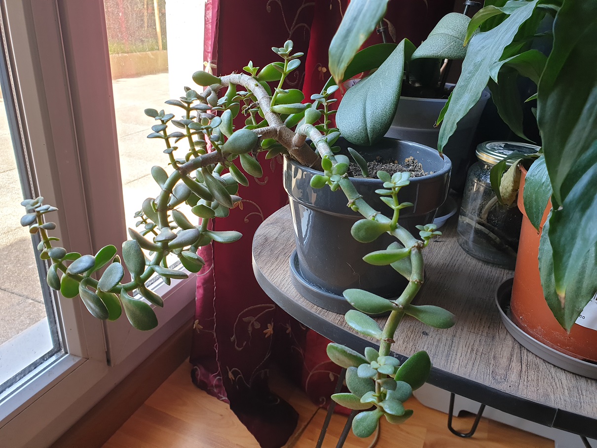 Annexe 20200405_143842.jpg