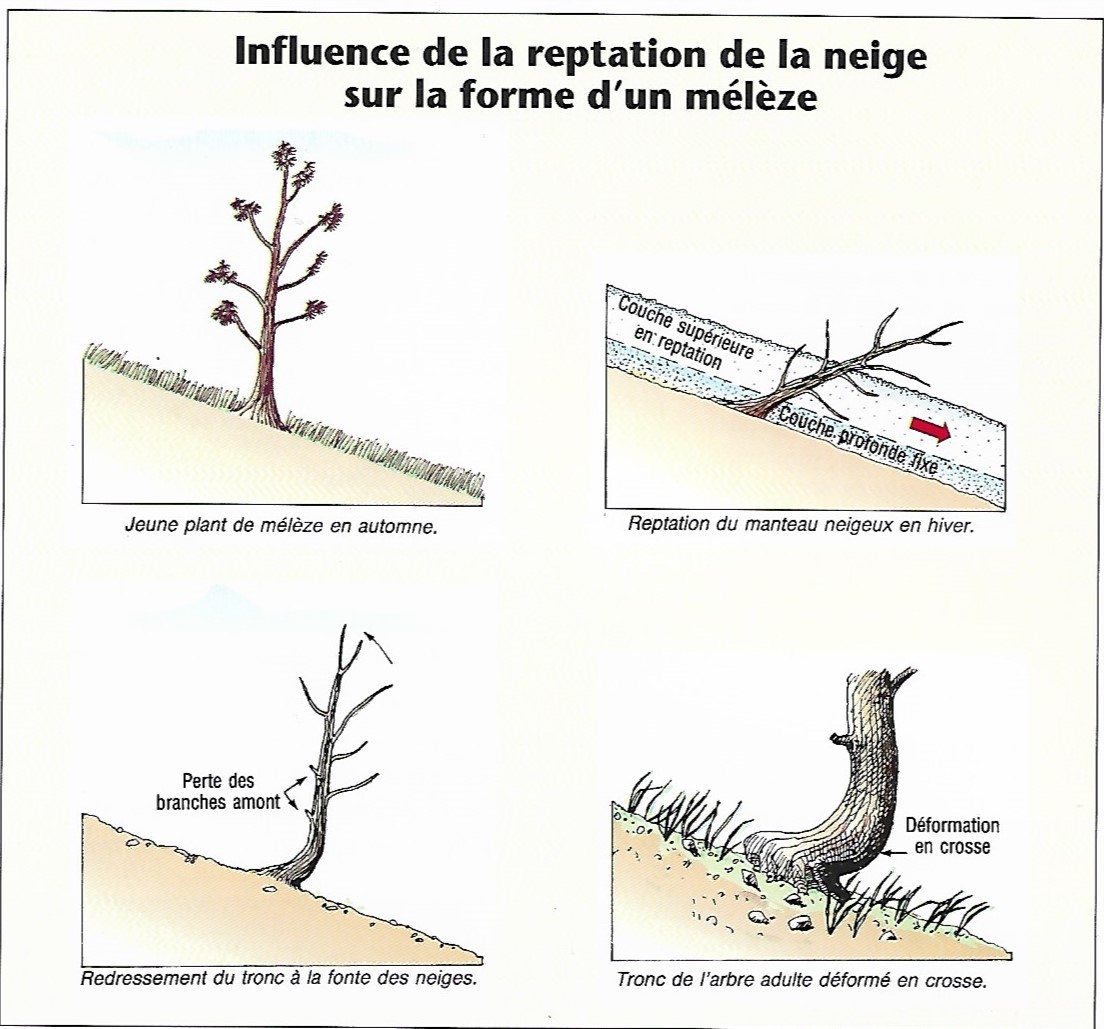 Annexe port en crosse.jpg