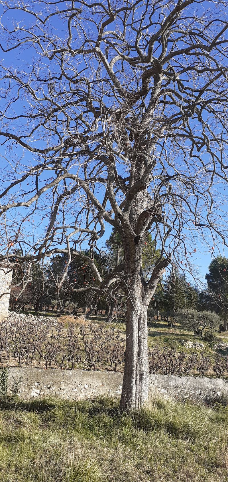 Annexe Plaqueminier.jpg