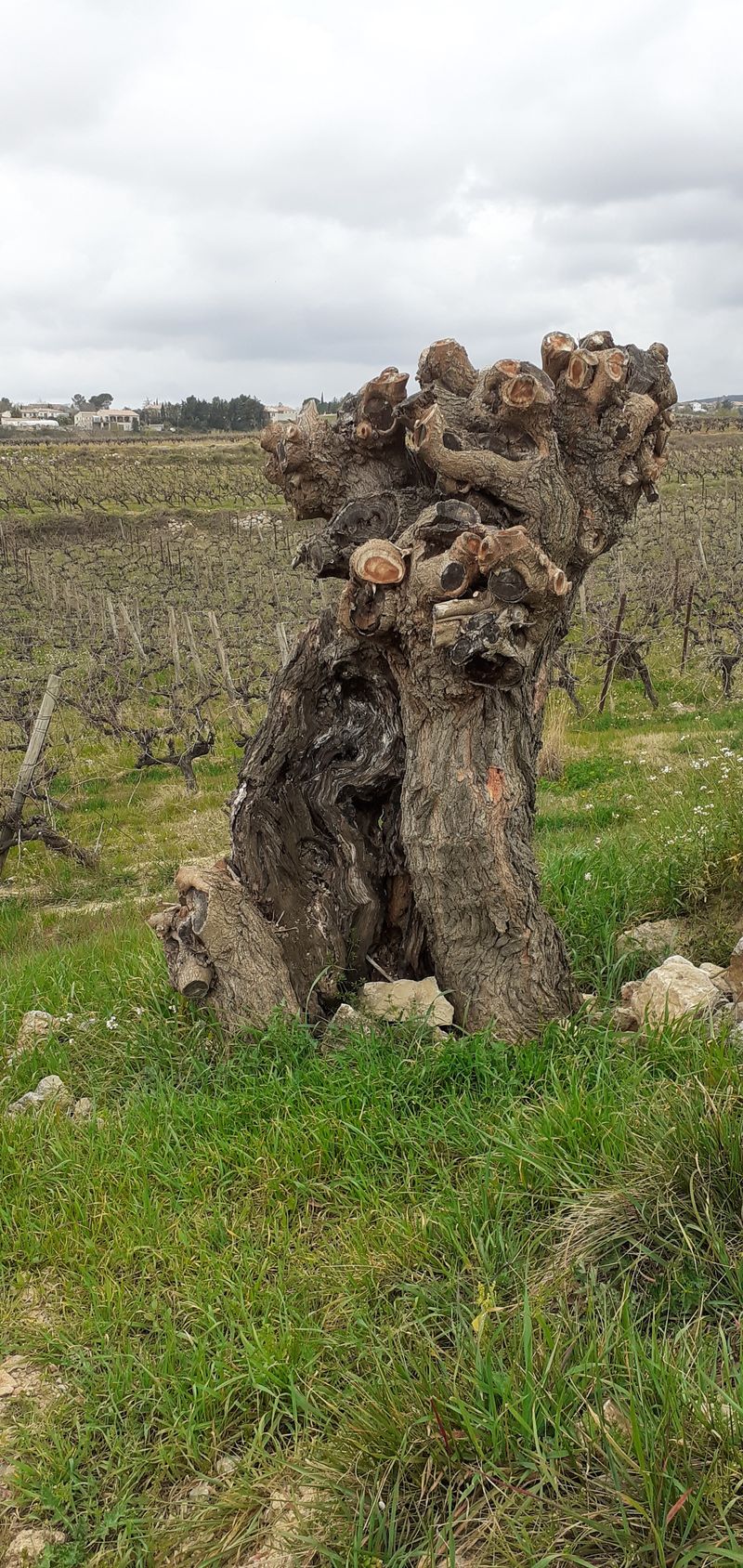 Annexe Tronc enlaçant.jpg