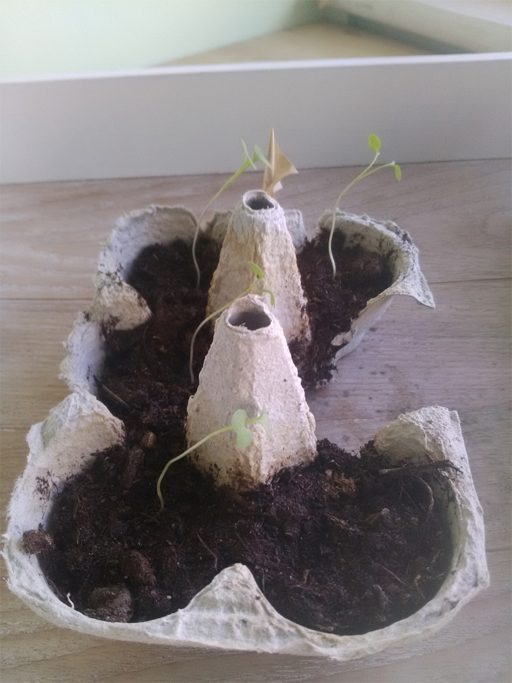 Annexe IMG_20200405_162050.jpg