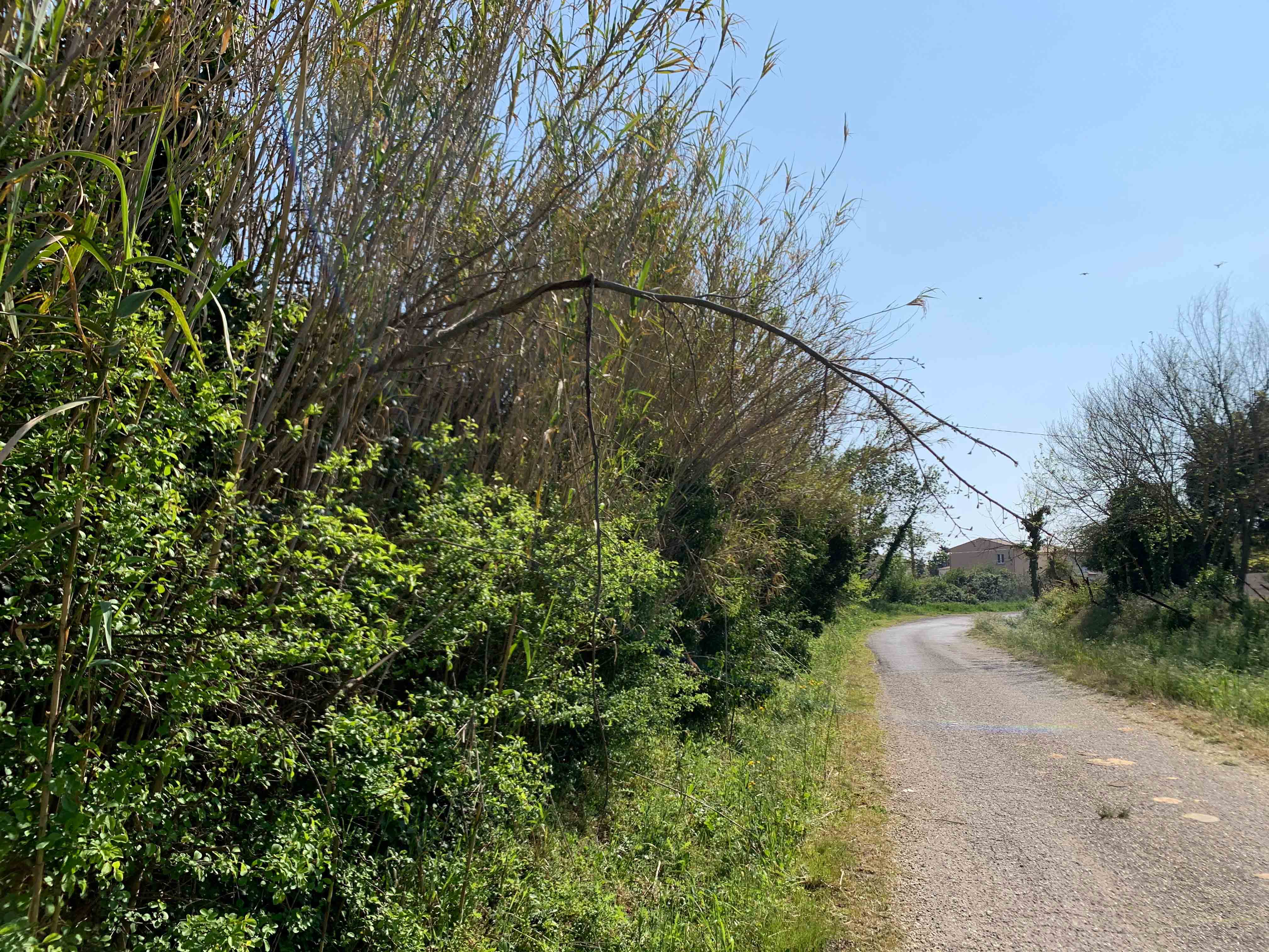 Annexe arbre-cherchant-la-lumiere.jpg