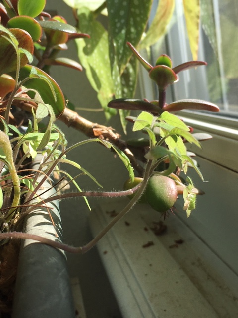 Annexe IMG_8120 (1).JPG