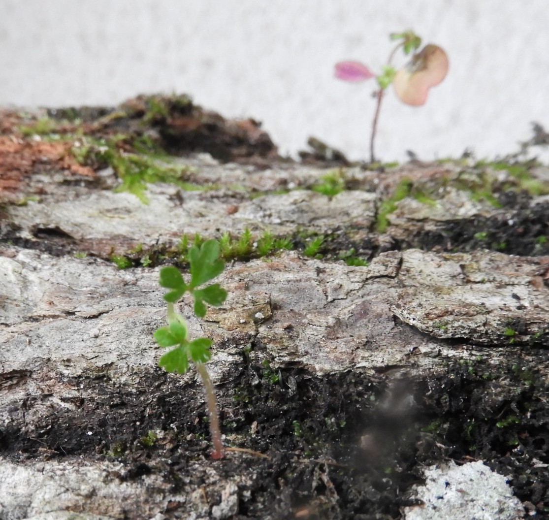 Annexe herbe à robert.JPG