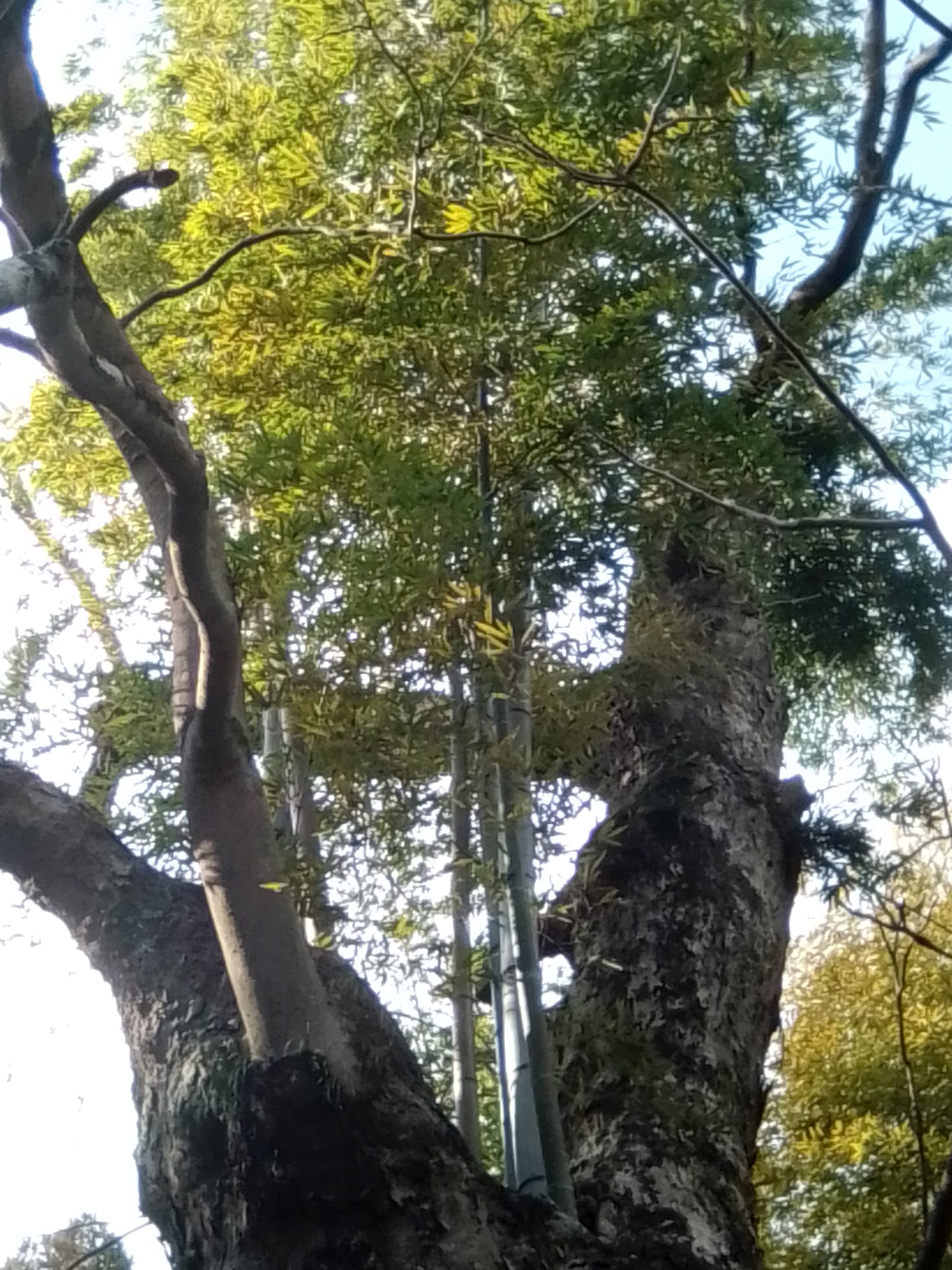 Annexe Bambous au creux dun arbre.jpg