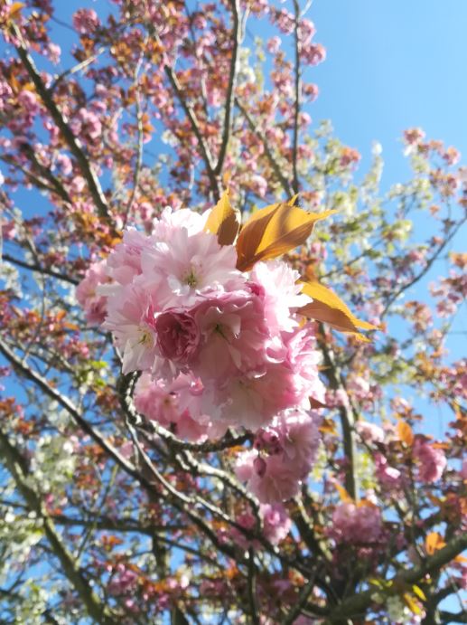 Annexe Capture 38.JPG