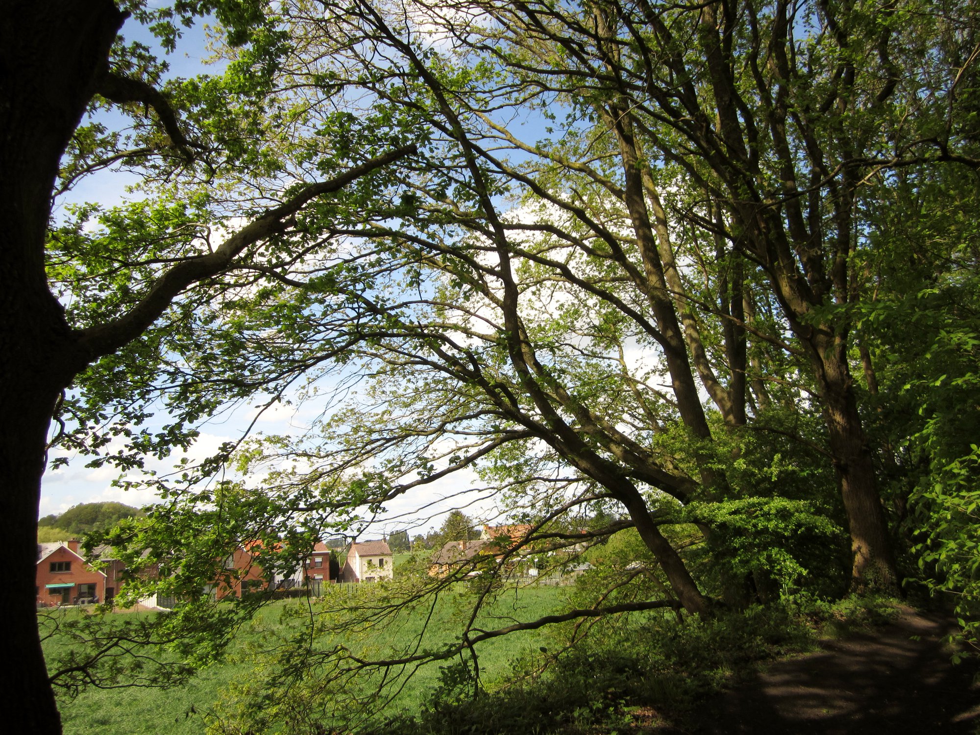 Annexe Chênes cherchant lumière.jpg