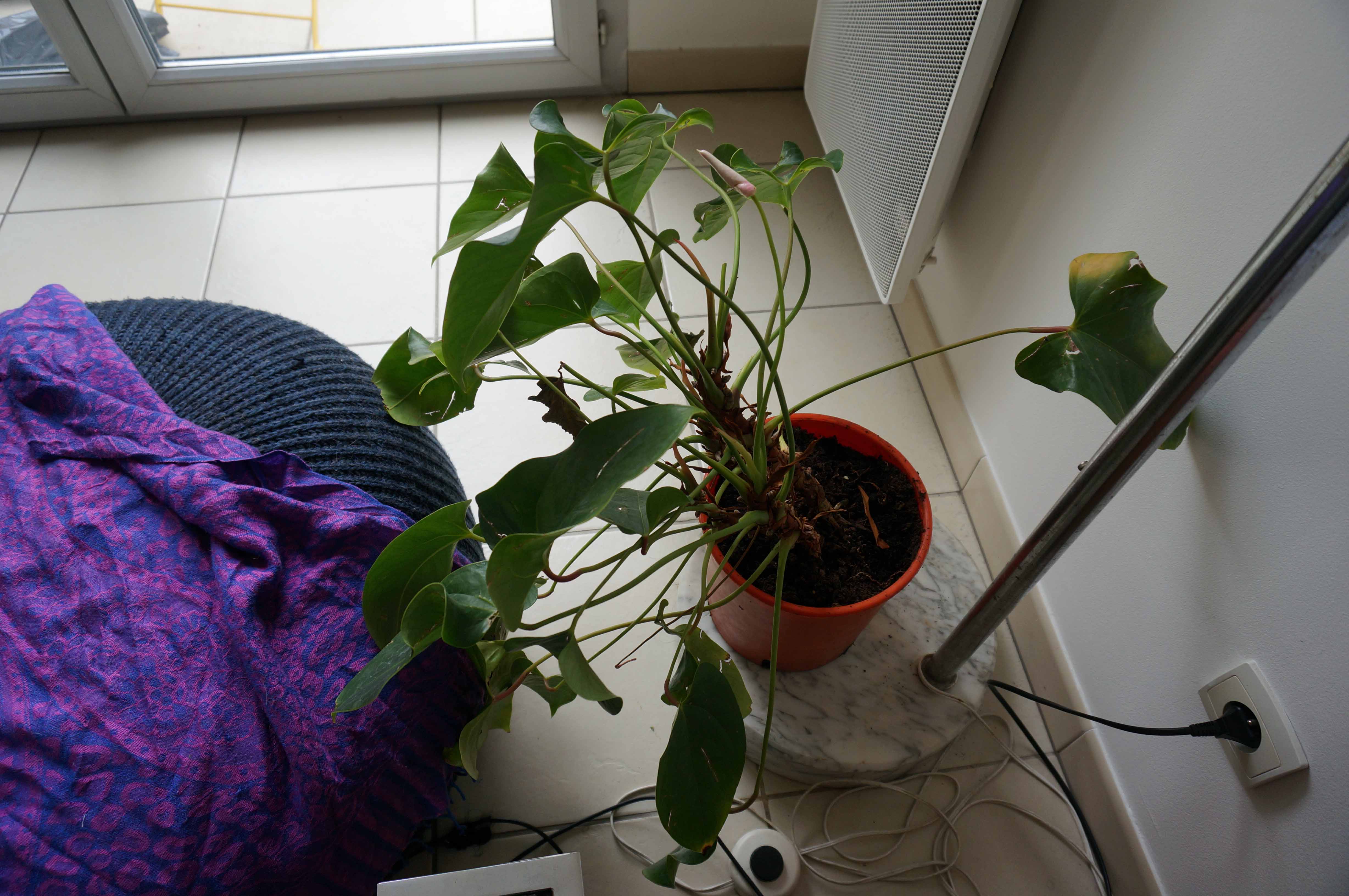 Annexe tropisme2bis.jpg