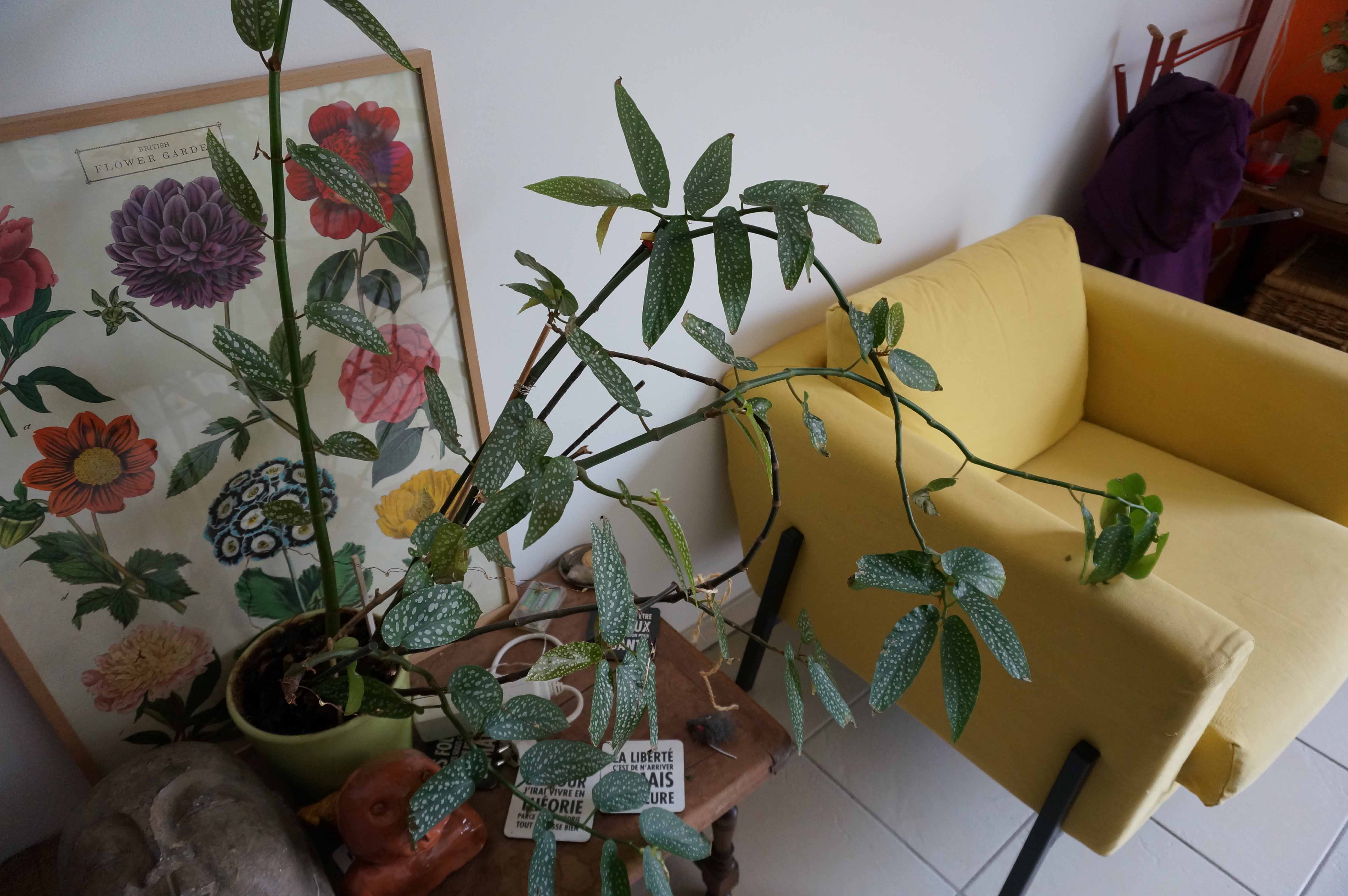 Annexe tropismebis.jpg