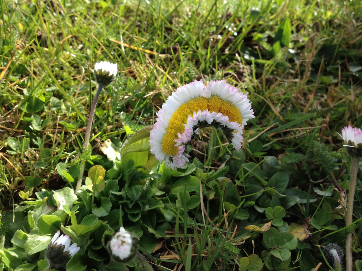 Annexe paquerette.JPG