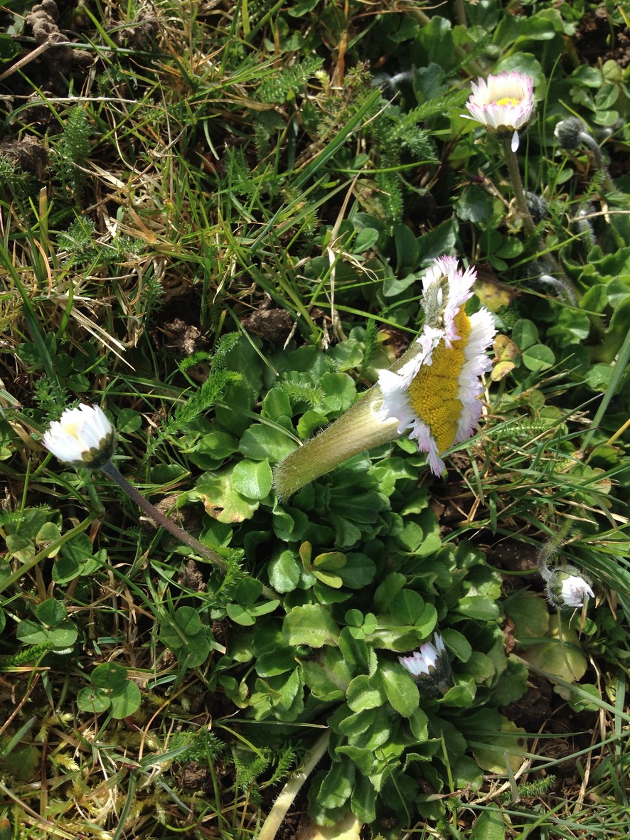 Annexe paqurette.JPG