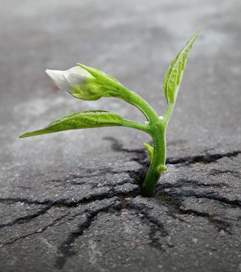 Annexe cette-petite-fissure-dans-un-trottoir-est-tout-ce-dont-cette-pousse-a-besoin-pour-se-developper_c81bbc972092b94816180c57e5163e91216b4ef2.jpg