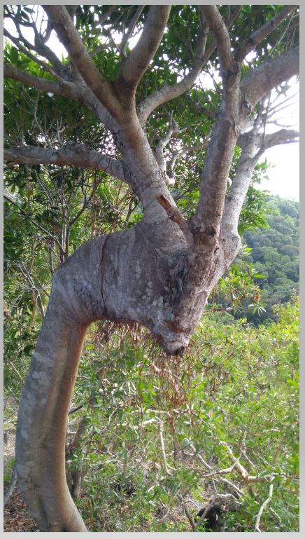 Annexe ficus prolixa.JPG