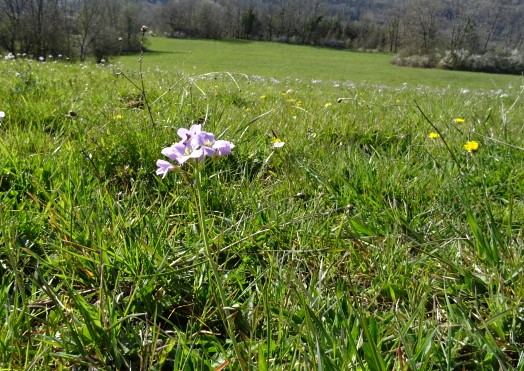 Annexe cardamine des prés.JPG