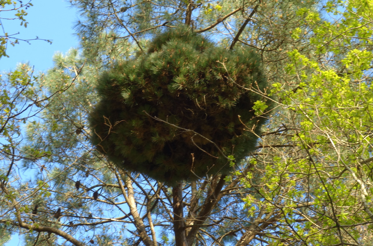 Annexe Balai de sorcière Kervignac.JPG