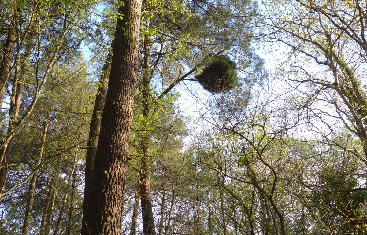 Annexe Balai de sorcière-Pin maritime.JPG