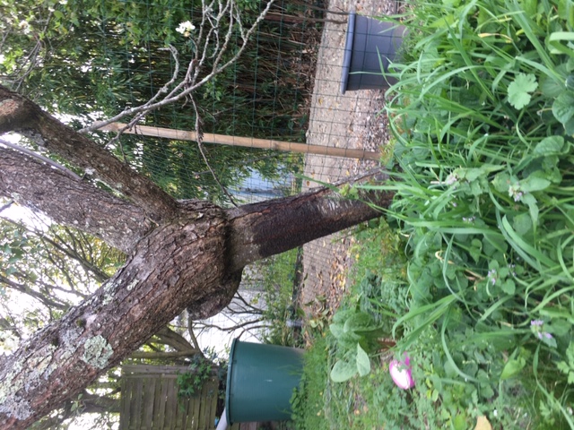 Annexe Prunier penché.JPG