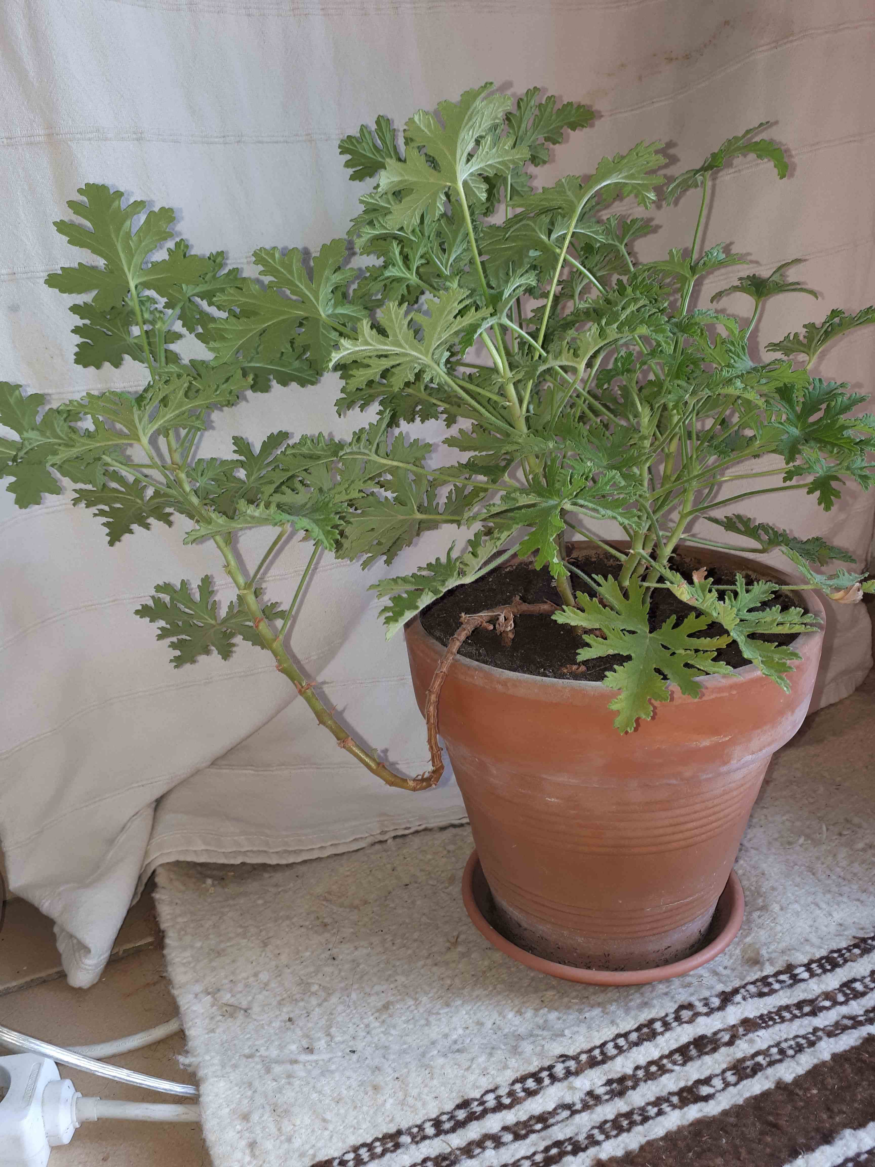 Annexe imageonline-co-compressed.jpg