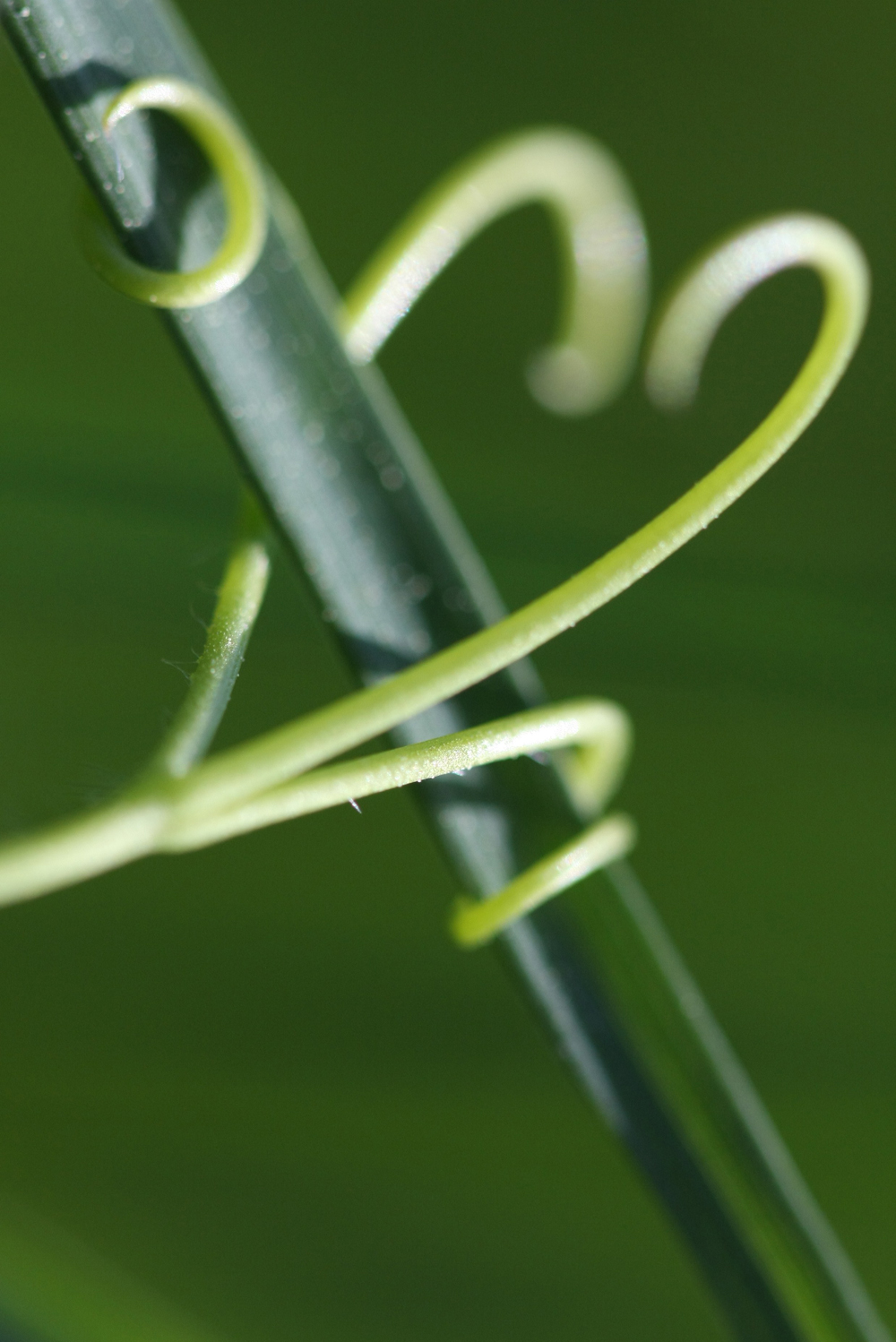 Annexe vrille coeur sandartyphoto.JPG