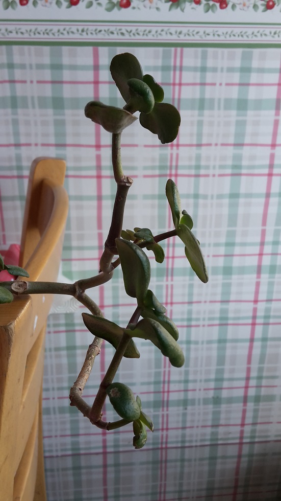 Annexe 20200407_161700.jpg