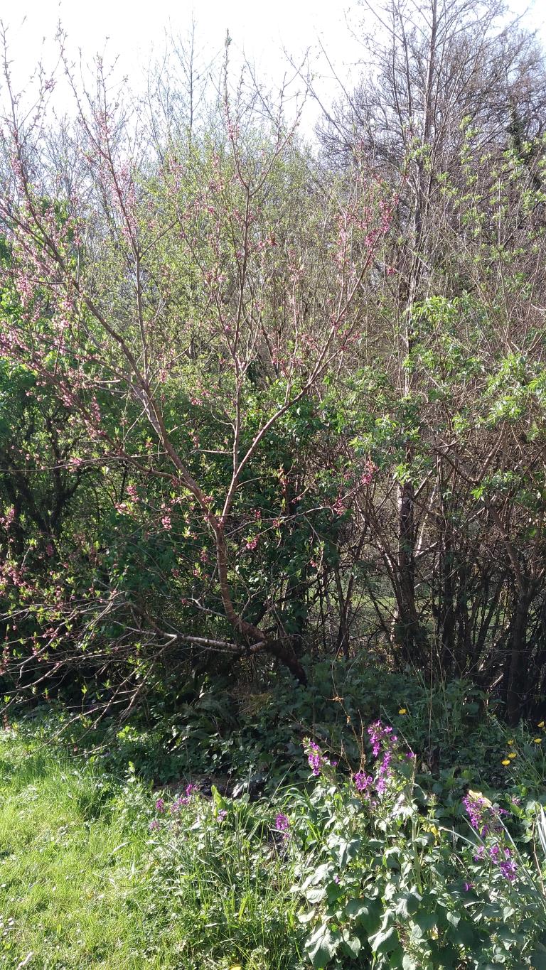 Annexe Photo plante bizarre.jpg