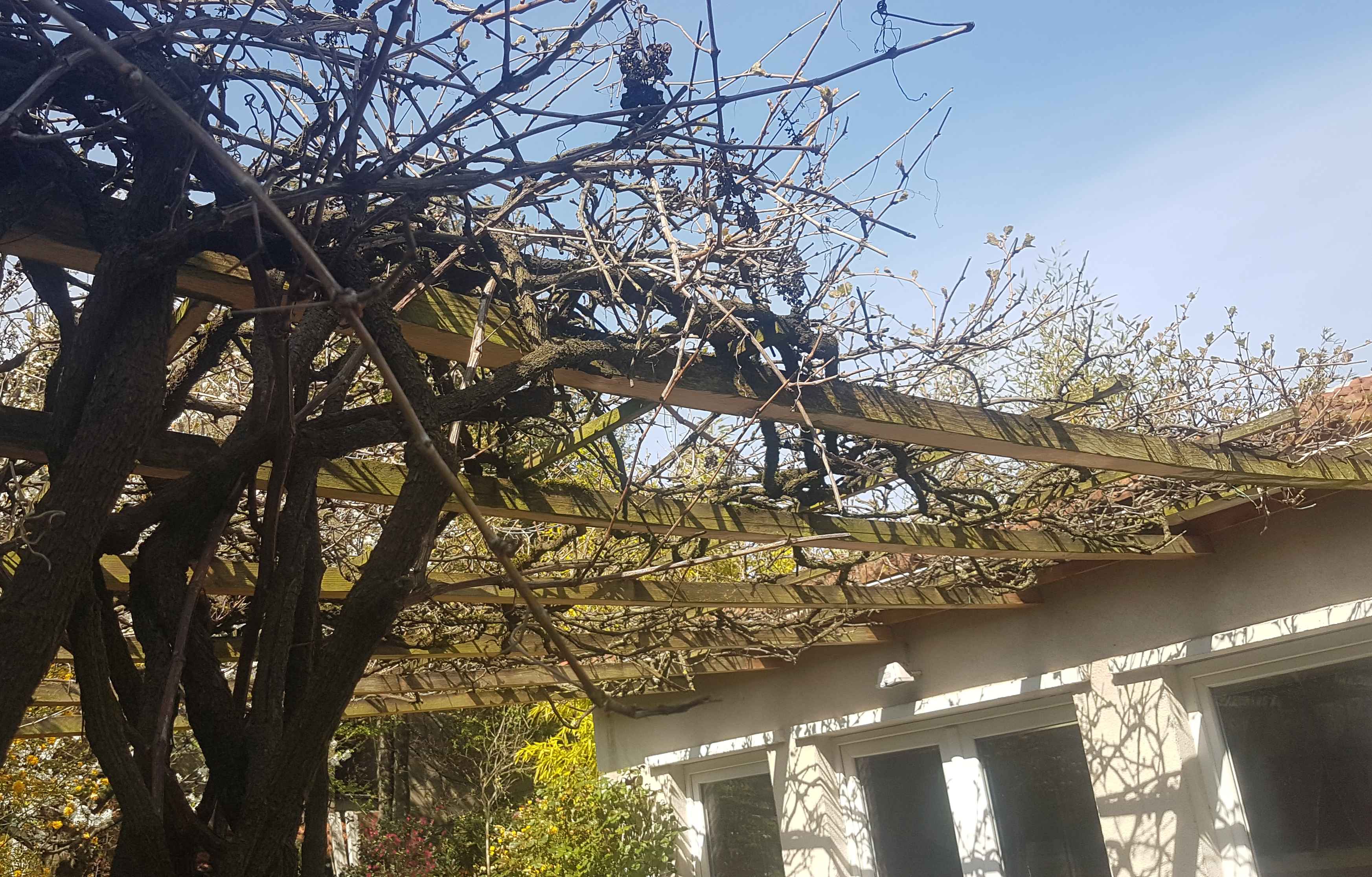 Annexe Treille de chasselas.jpg