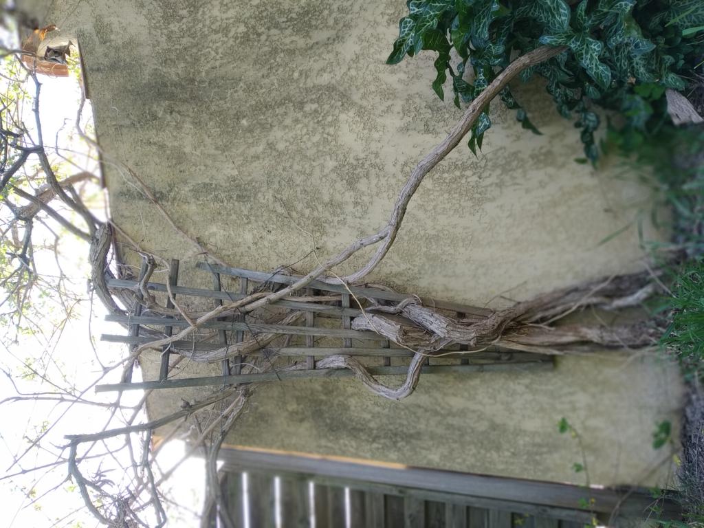 Annexe mini_IMG_20200407_165204.jpg