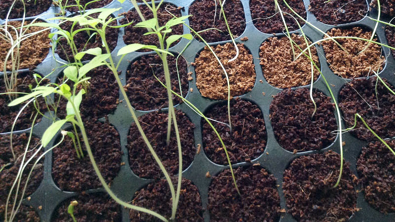 Annexe petit-potager-semis-filent.jpg